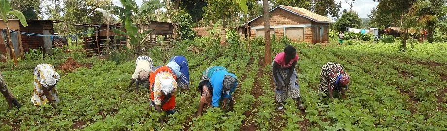 Kenya'da Çalışma Koşulları